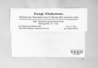 Uromyces occidentalis image